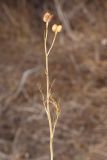 Garidella nigellastrum