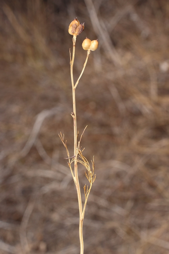 Image of Garidella nigellastrum specimen.
