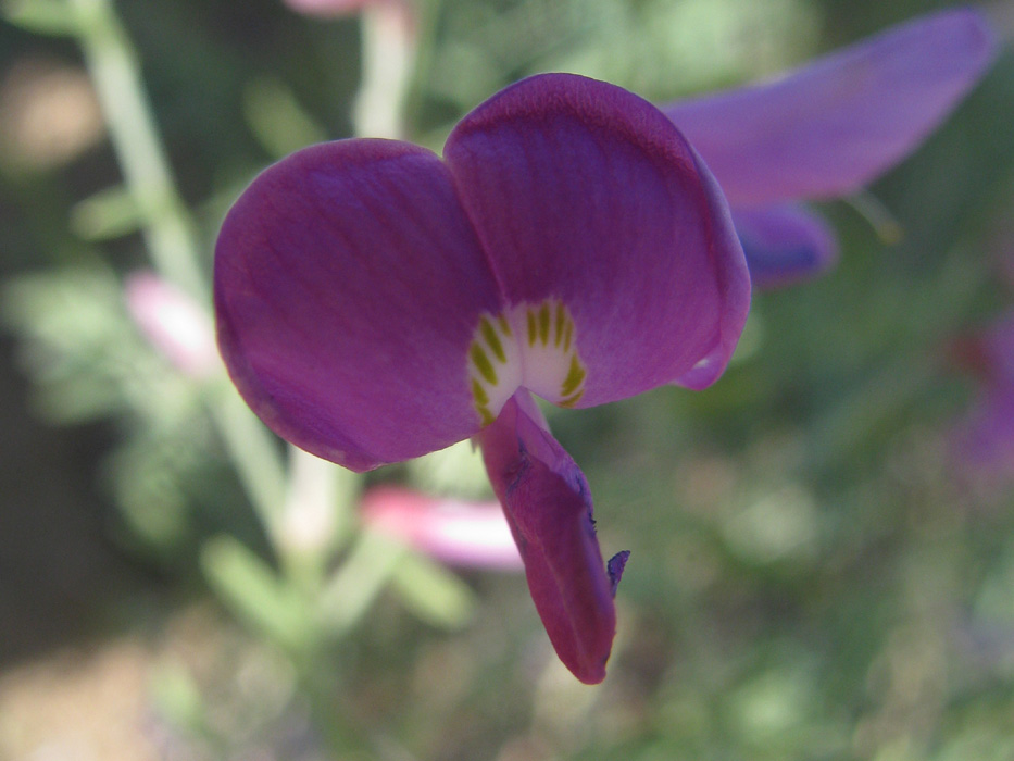 Изображение особи Hedysarum fruticosum.