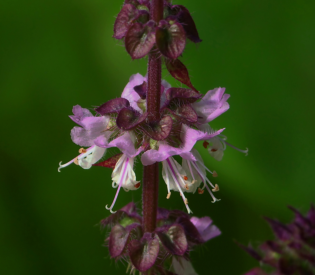 Изображение особи Ocimum basilicum.