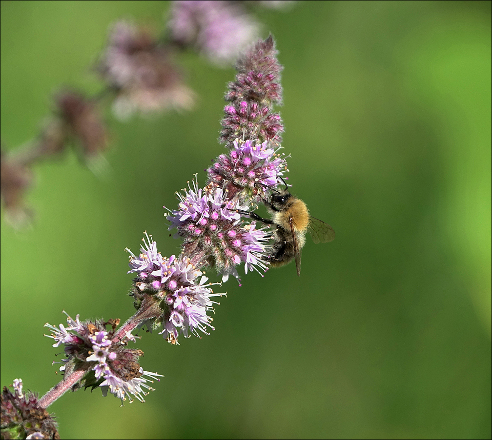 Изображение особи род Mentha.