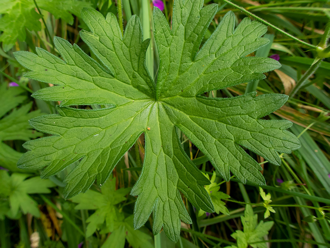 Изображение особи Geranium palustre.