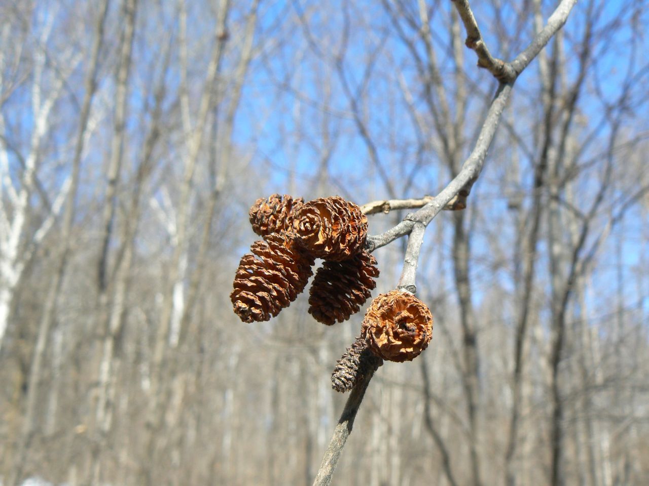 Изображение особи Alnus hirsuta.