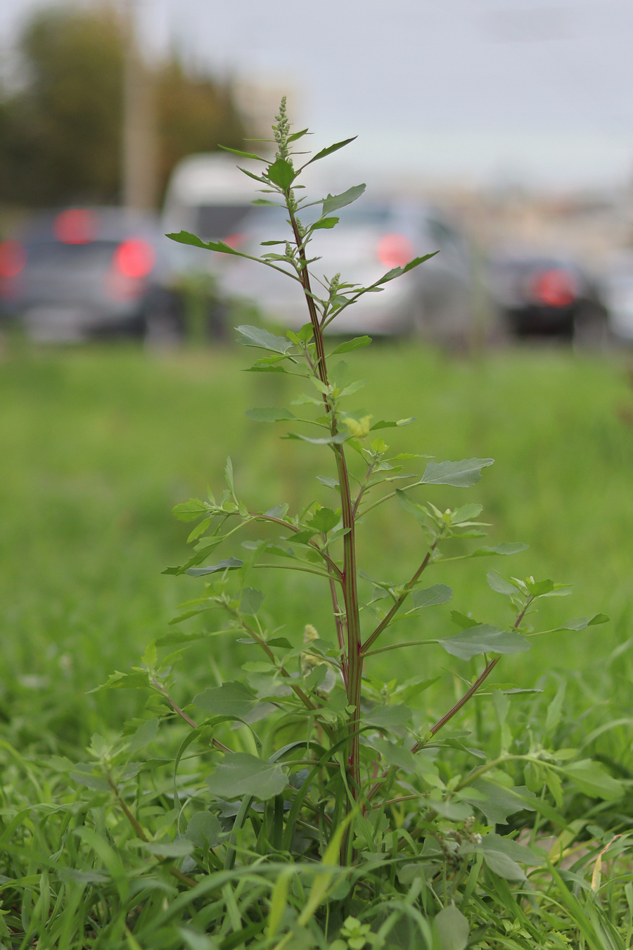 Image of Chenopodium opulifolium specimen.