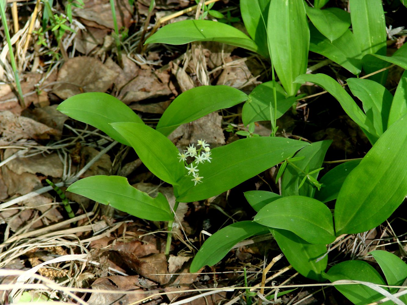 Изображение особи Smilacina trifolia.