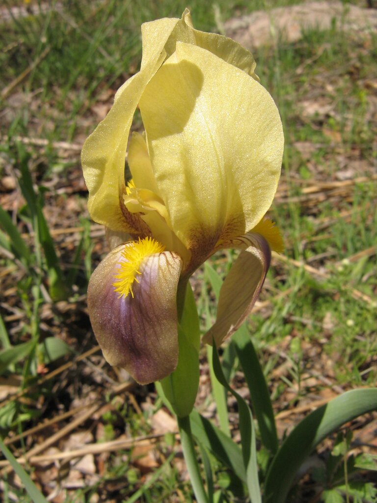 Image of Iris reichenbachii specimen.