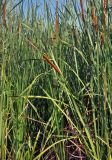 Typha angustifolia