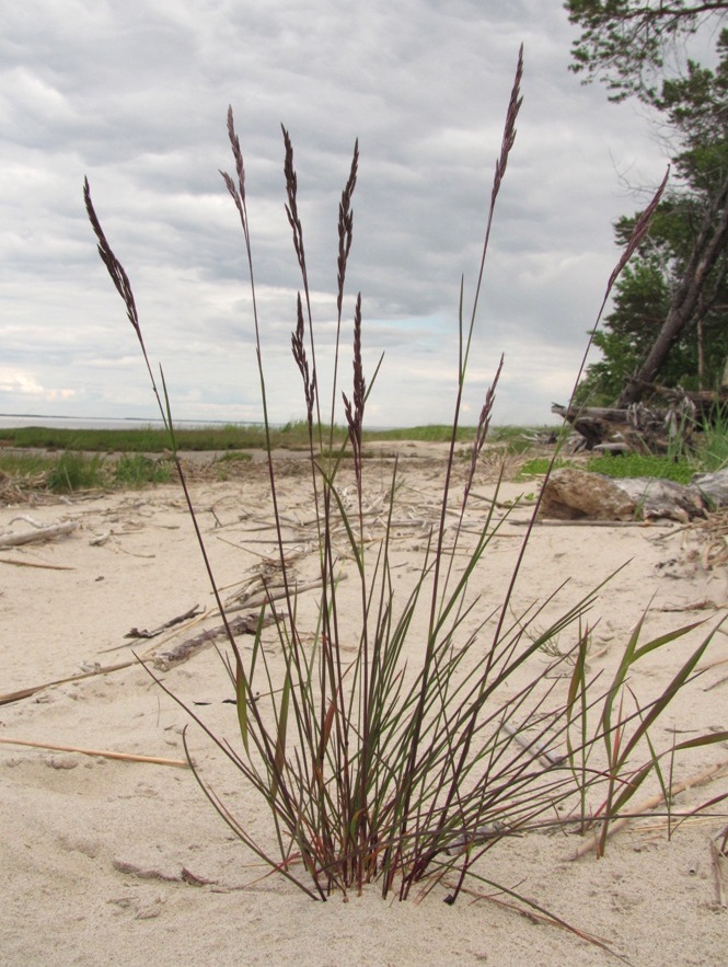 Image of Festuca arenaria specimen.