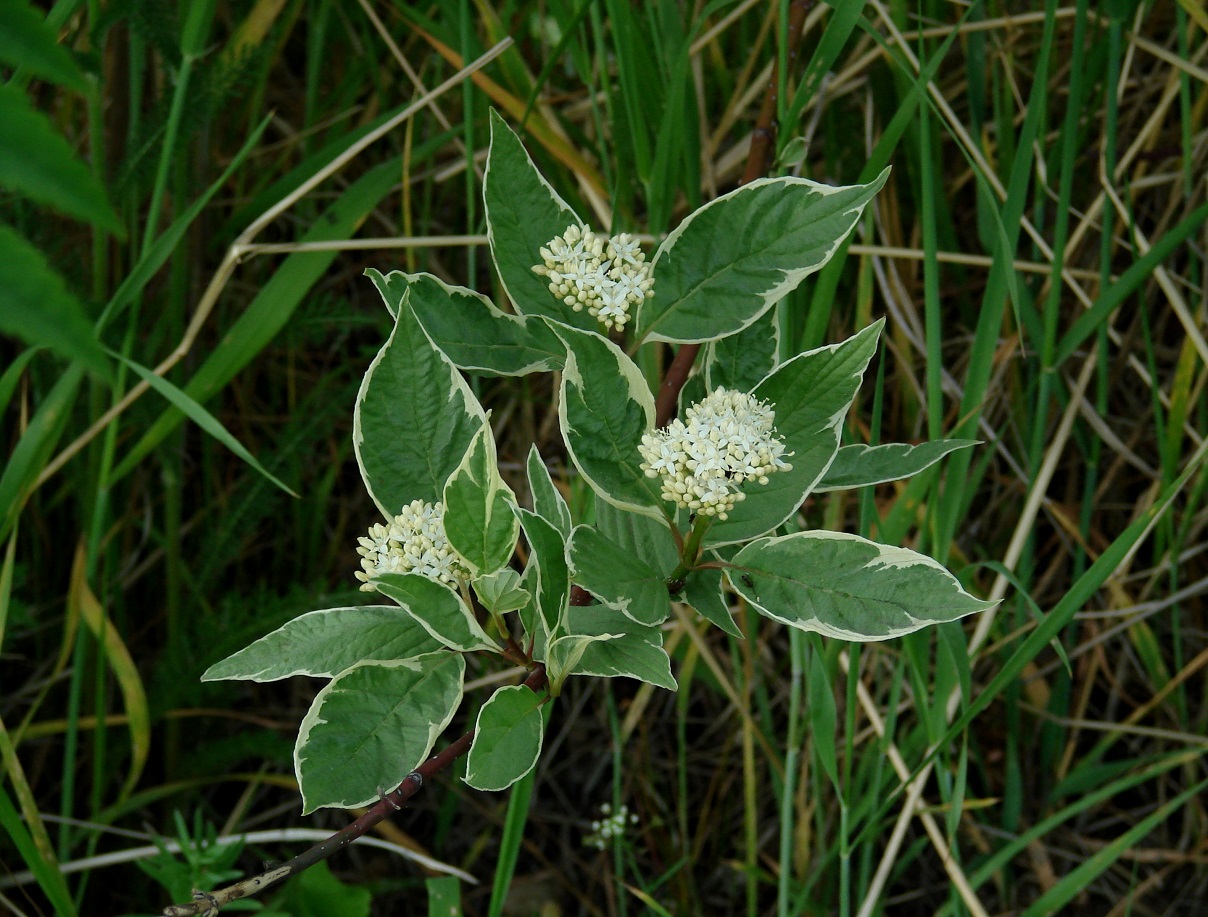 Image of Swida alba var. argenteomarginata specimen.