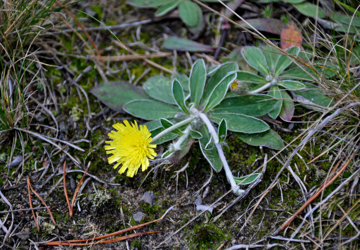 Изображение особи Pilosella officinarum.