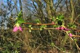 Rubus spectabilis