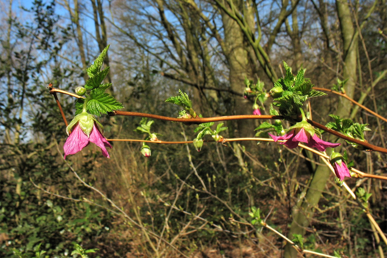 Изображение особи Rubus spectabilis.