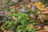 Geranium robertianum. Цветущие растения. Башкирия, Ишимбайский р-н, северный склон горы Тратау, смешанный лес. 20.10.2012.