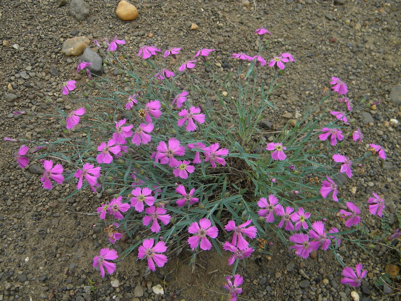 Image of Dianthus repens specimen.