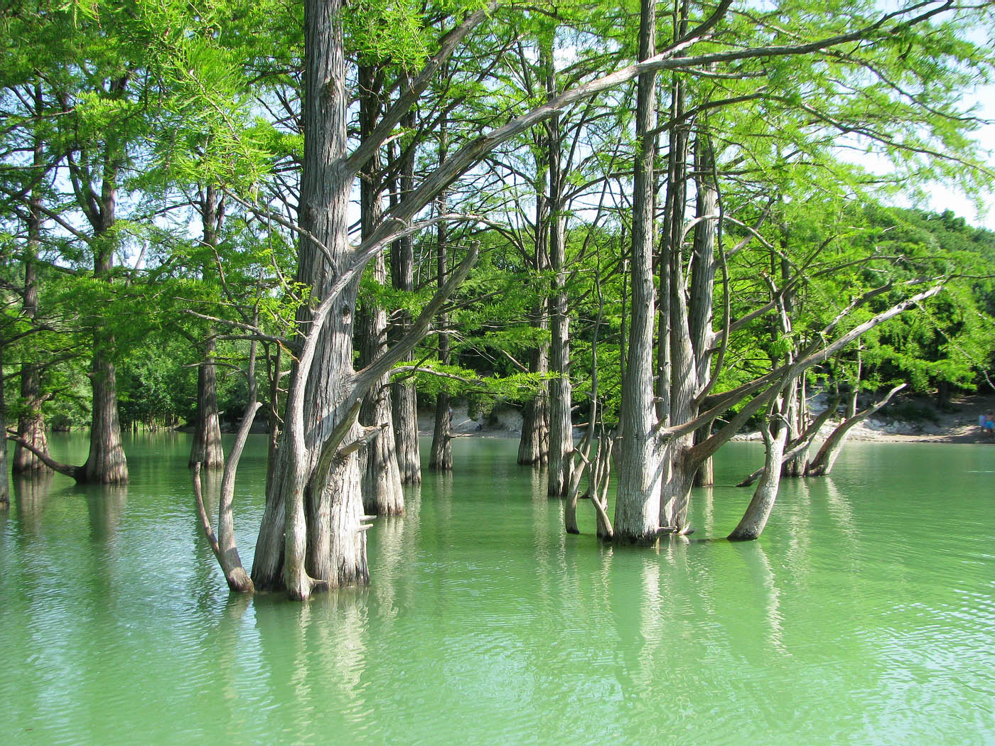 Изображение особи Taxodium distichum.