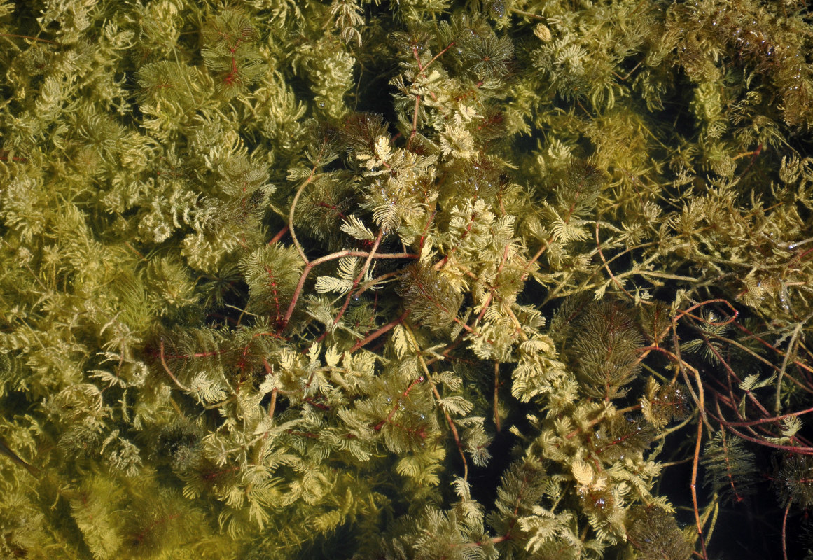 Изображение особи Myriophyllum spicatum.
