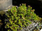 Rhodiola coccinea