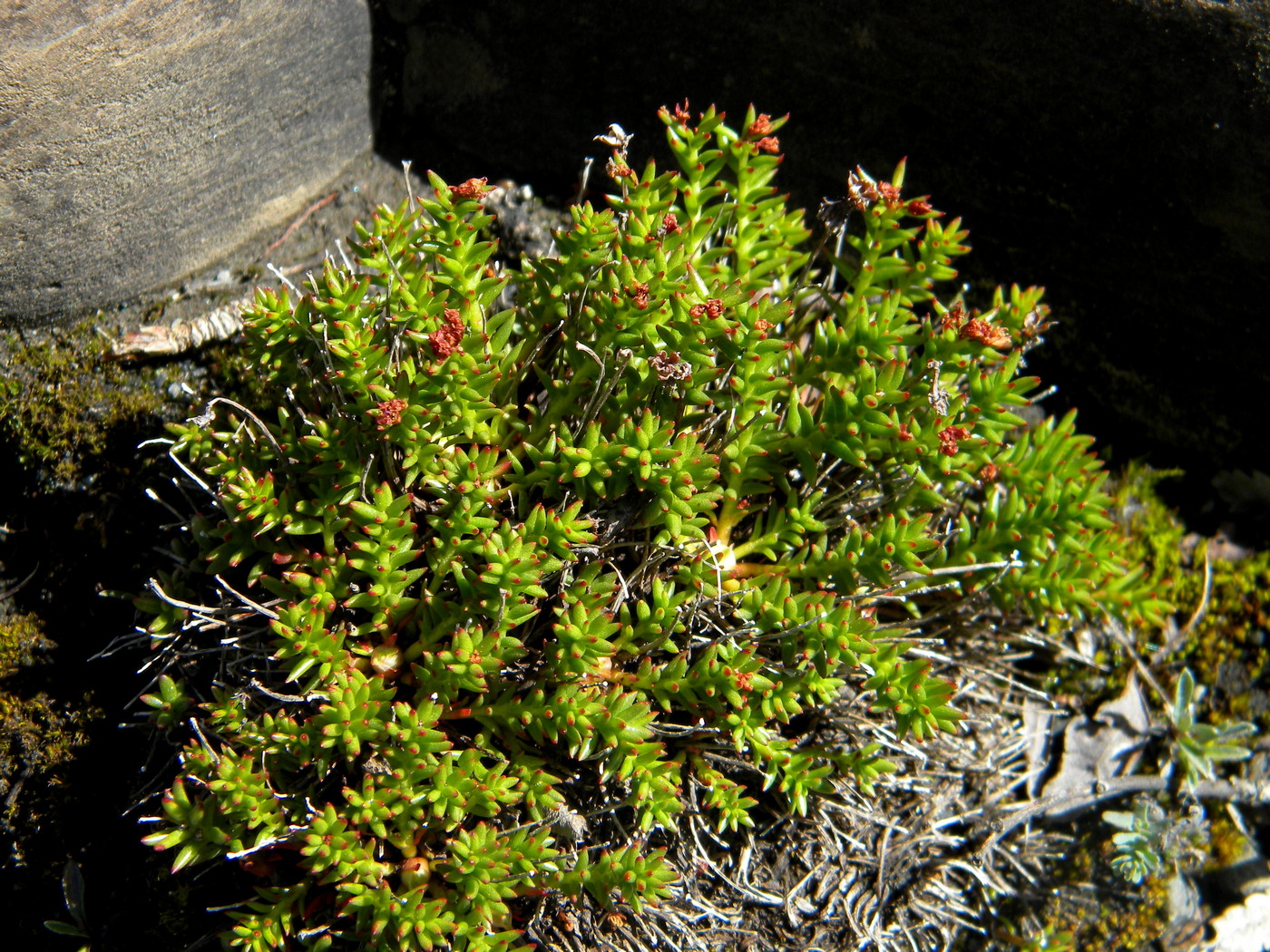 Изображение особи Rhodiola coccinea.