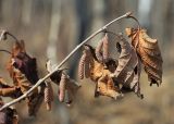 Corylus heterophylla