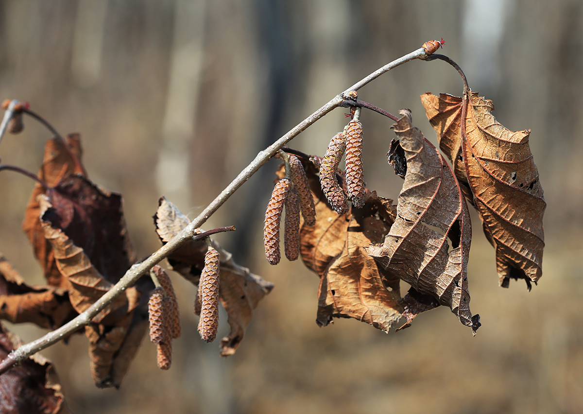 Image of Corylus heterophylla specimen.