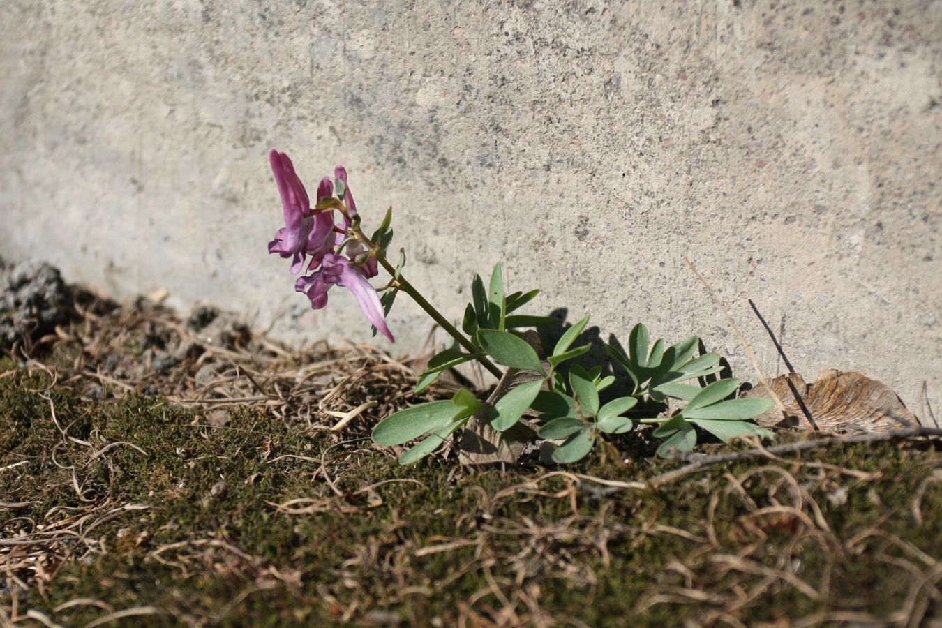 Изображение особи Corydalis solida.