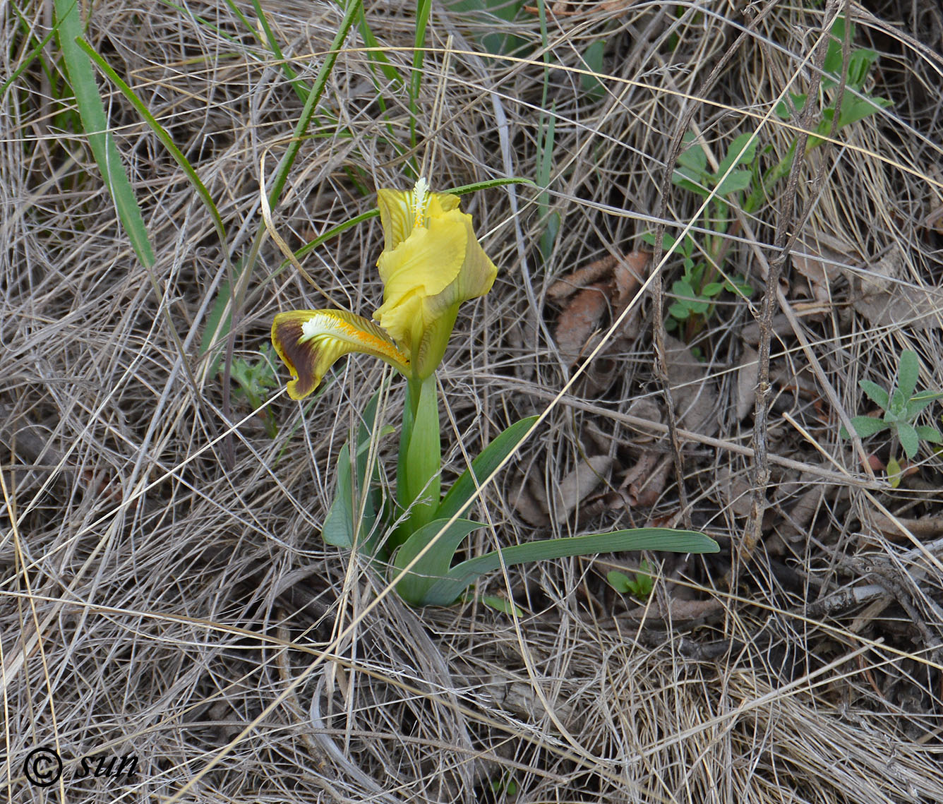 Image of Iris pumila specimen.