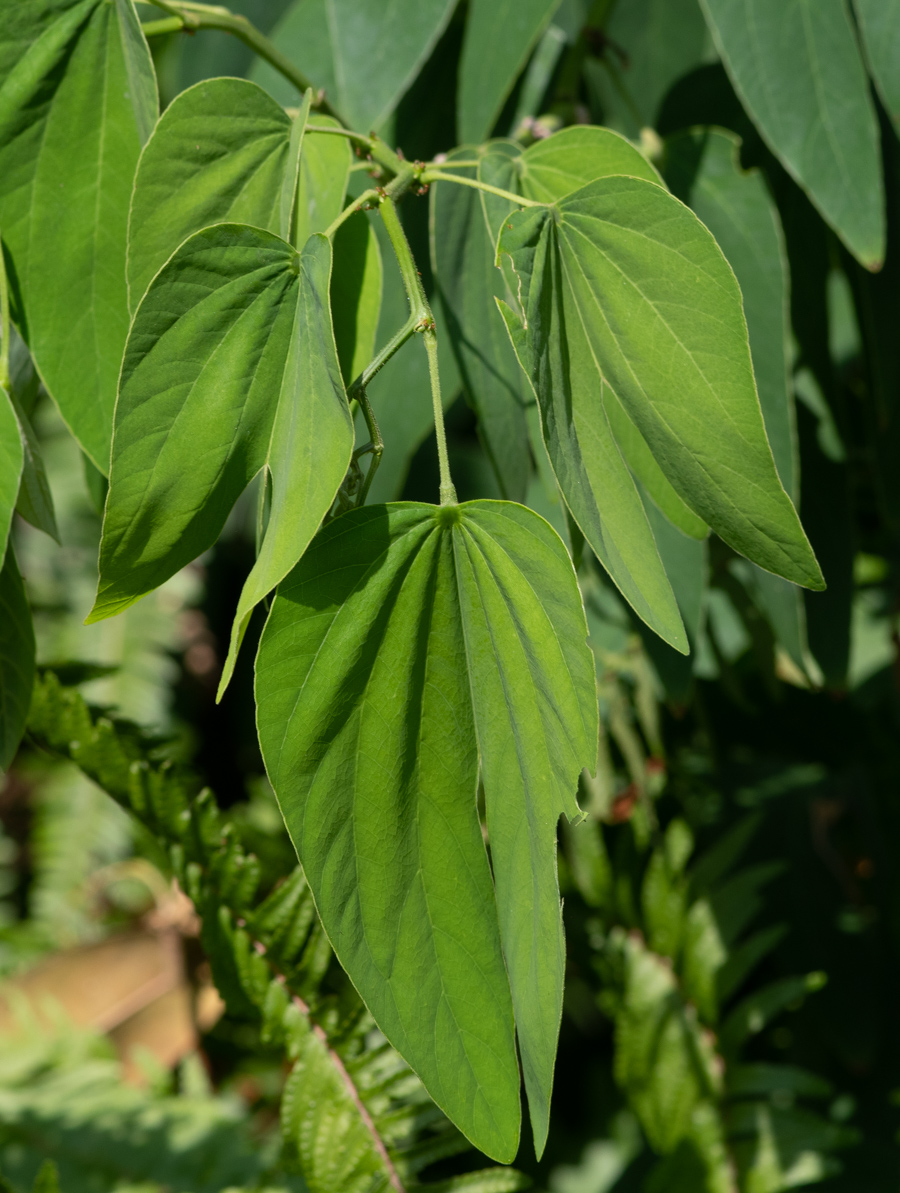 Image of Bauhinia bowkeri specimen.