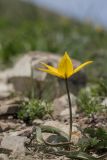 Tulipa australis