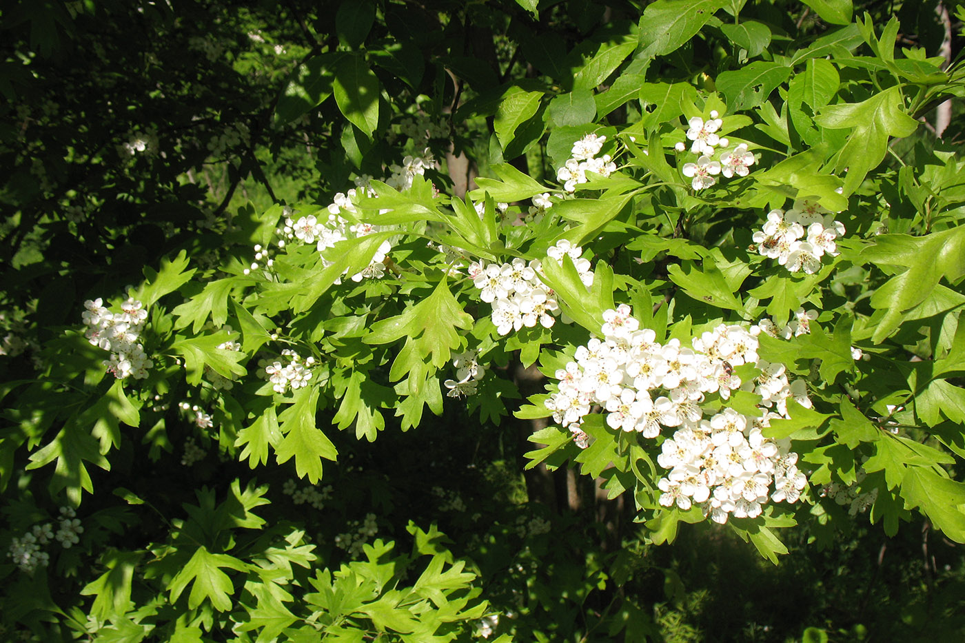 Image of Crataegus monogyna specimen.