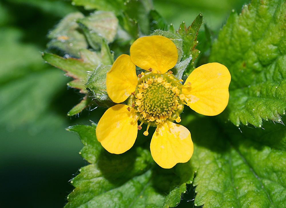 Изображение особи Geum macrophyllum.