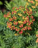 Euphorbia cyparissias