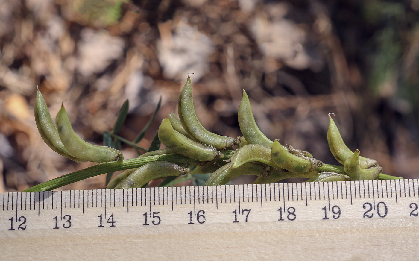 Image of Astragalus falcatus specimen.