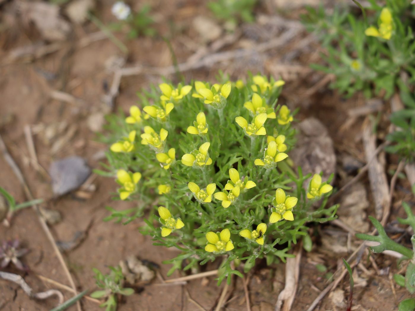 Изображение особи Ceratocephala orthoceras.