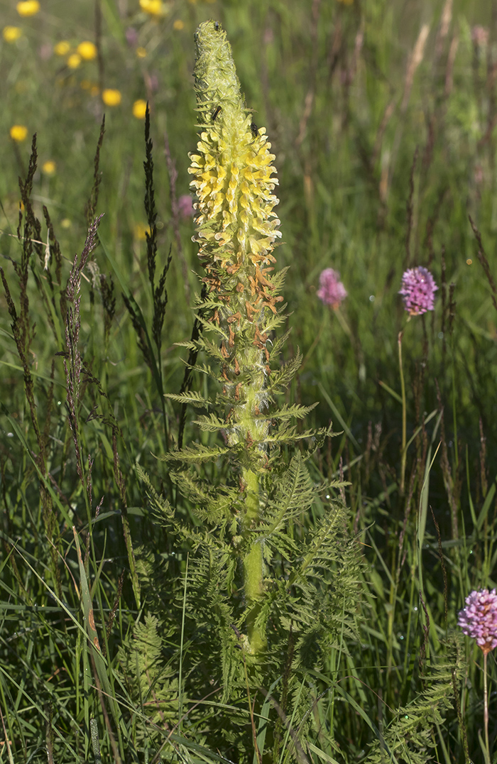 Изображение особи Pedicularis condensata.