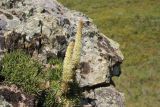 Orostachys spinosa. Цветущее растение. Республика Алтай, Усть-Коксинский р-н, левый берег р. Катунь, окр. руч. Барбыш, на скальном выходе. 31.07.2020.
