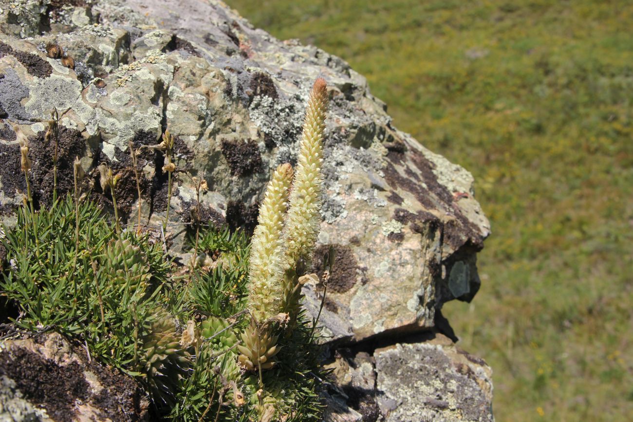 Image of Orostachys spinosa specimen.