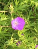 Geranium sanguineum