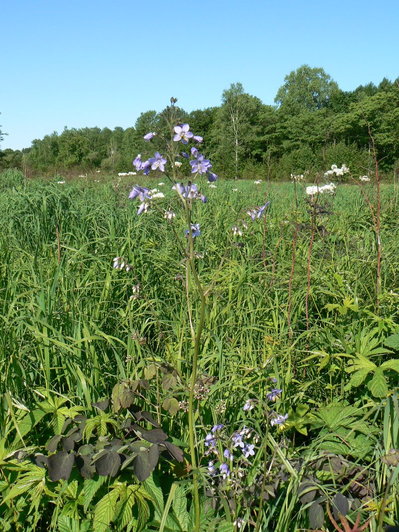 Image of Polemonium chinense specimen.