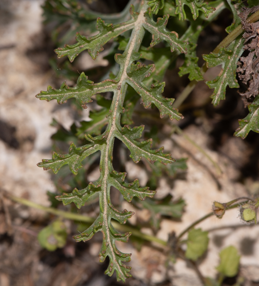 Image of Pelargonium laxum specimen.