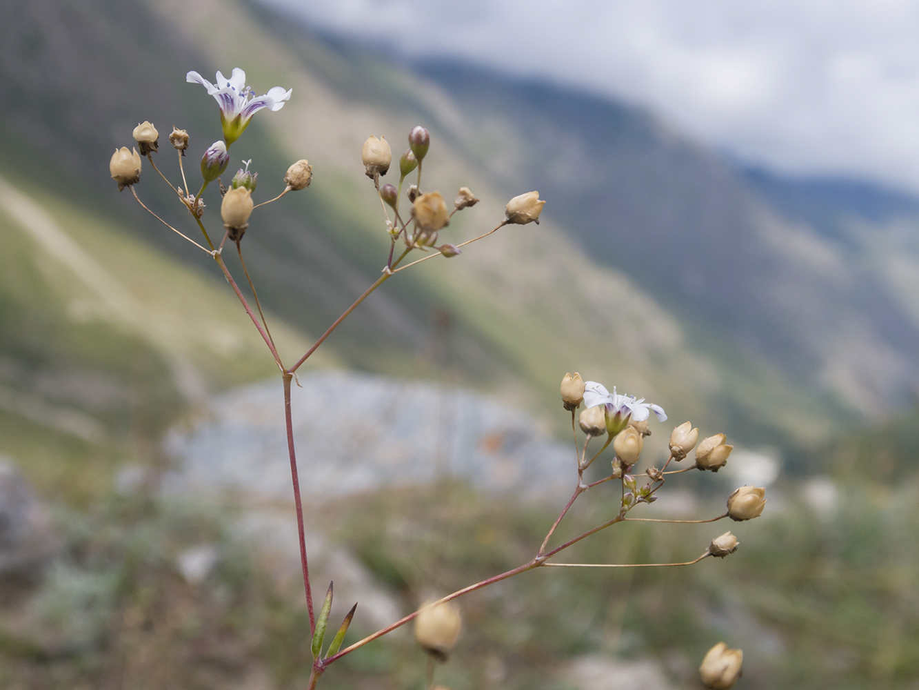 Image of Gypsophila elegans specimen.