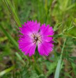 Dianthus versicolor