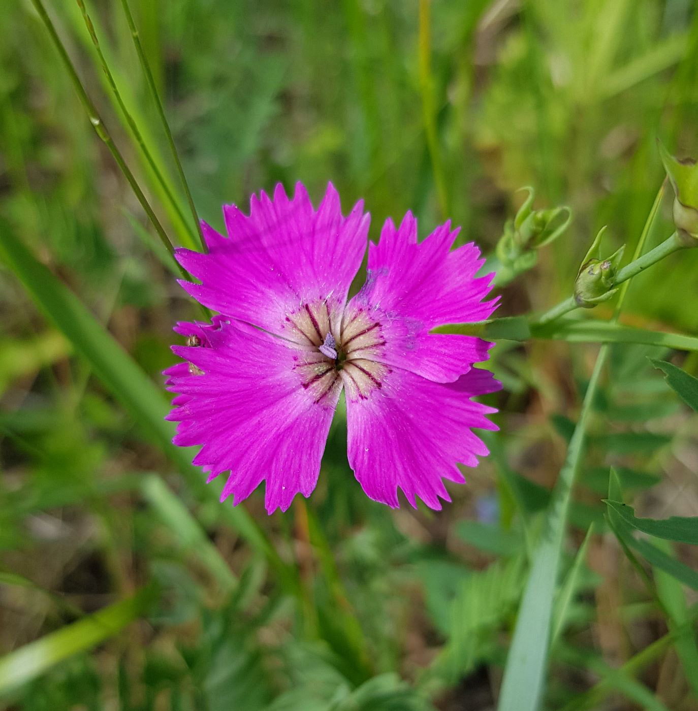 Изображение особи Dianthus versicolor.