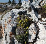 Saxifraga scleropoda. Цветущие растения. Республика Адыгея, Майкопский р-н, Кавказский биосферный заповедник, плато Лаго-Наки. 13.10.2021.