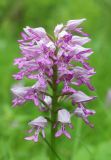 Orchis militaris. Соцветие. Белгородская обл., Новооскольский р-н, заповедник \"Белогорье\", участок \"Стенки-Изгорья\", пойменный луг. 29.05.2020.