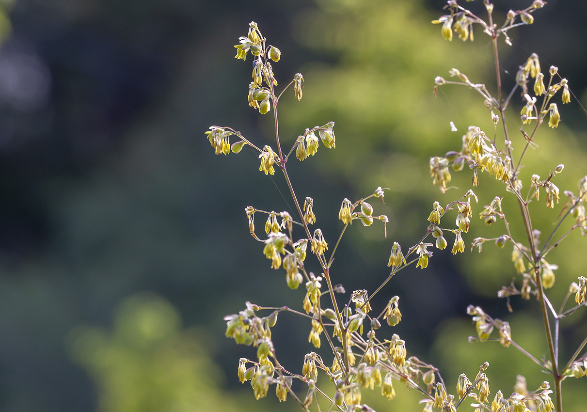 Image of Thalictrum minus specimen.