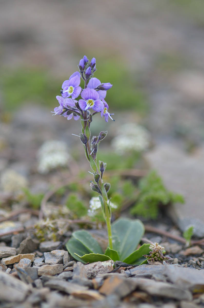 Image of Veronica gentianoides specimen.