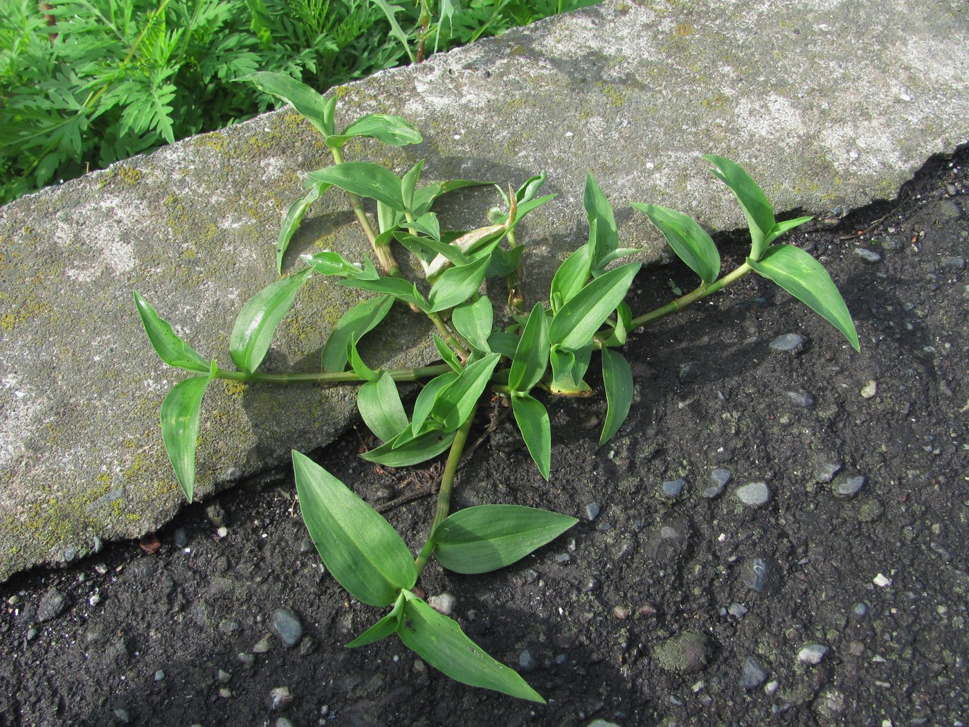 Image of Commelina communis specimen.