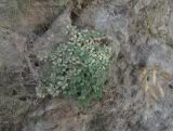 Draba longisiliqua. Плодоносящее растение. Северная Осетия, Пригородный р-н, окр. с. Кобан, ок. 1100 м н.у.м., на нависающей скале. 12.07.2021.