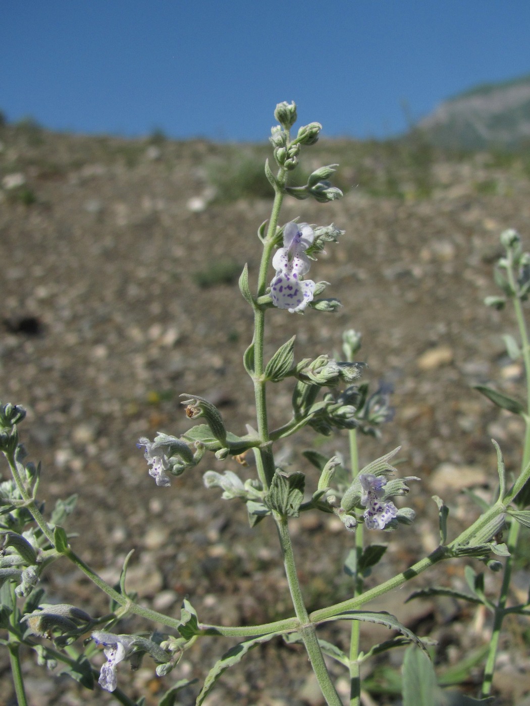 Image of Nepeta biebersteiniana specimen.