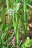 Microthlaspi perfoliatum
